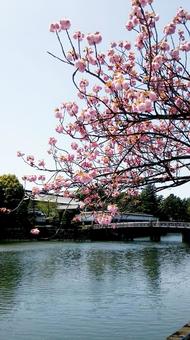 皇居の桜 皇居の桜の写真