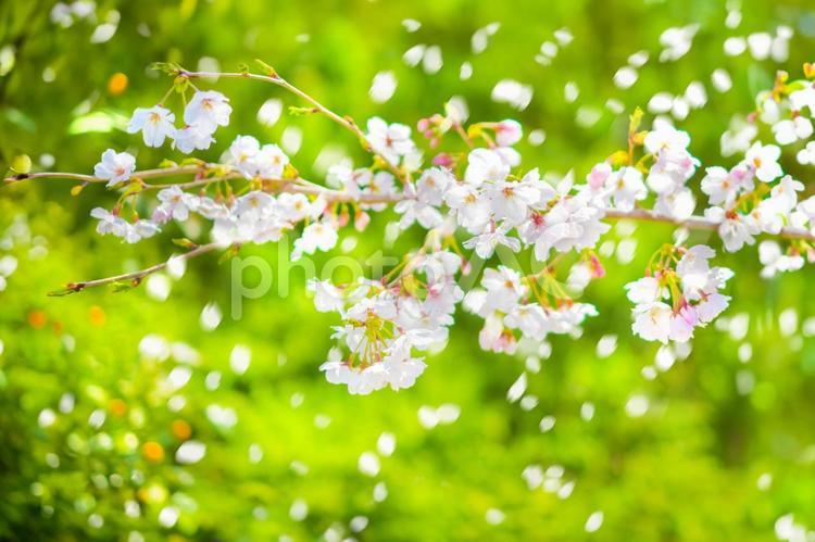 桜と新緑 桜,花,春の写真素材
