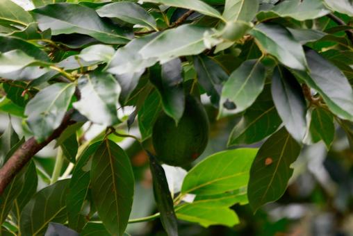 木になるアボカド アボカド,果物,農業の写真素材