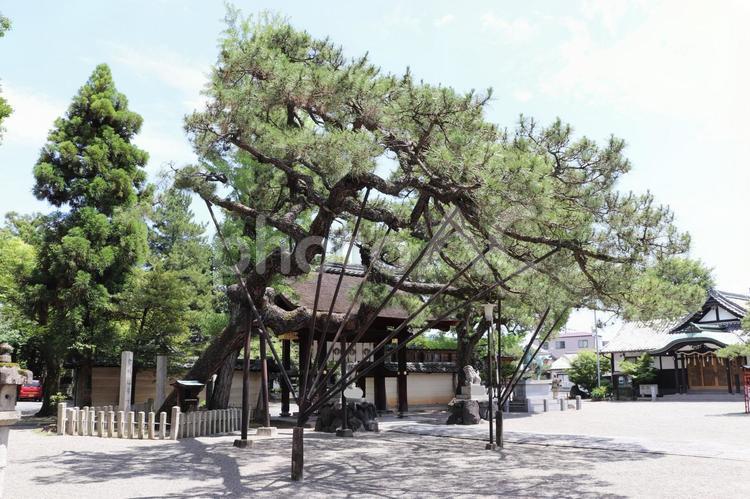 立木神社　皇大神宮遥拝所・宮城遥拝所 立木神社,たちきじんじゃ,皇大神宮遥拝所の写真素材