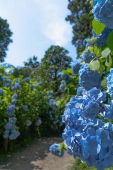 青い紫陽花 紫陽花,アジサイ,あじさいの写真素材
