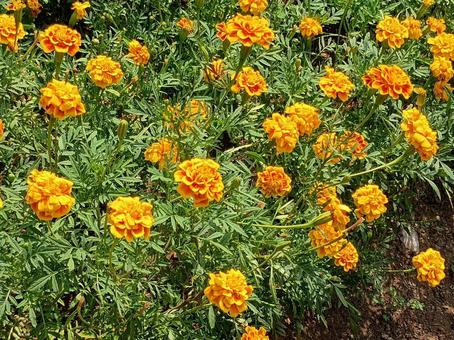 マリーゴールドの花 マリーゴールドの花の写真