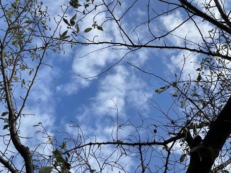 神田川10月:青空と枯れ木のフレーム 神田川10月:青空と枯れ木のフレーム タイトル,スペース,枯れ木の写真素材