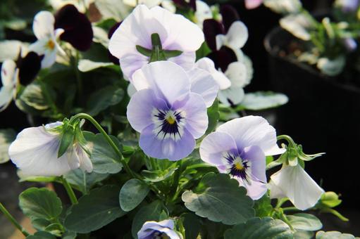 パンジー　マクロ 花,可憐,色鮮やかの写真素材