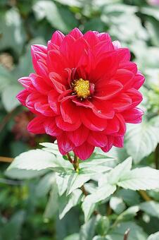 宝塚ダリア園　秋　ダリア788　榛原の里 宝塚市,宝塚ダリア園,ダリアの写真素材