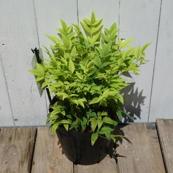 Golden-leafed nandina seedlings Lemon Lime, JPG