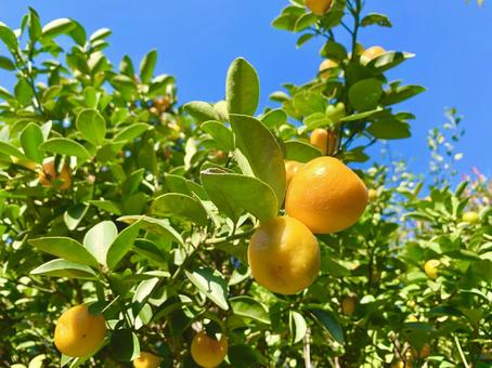 ツヤツヤなキンカン1 キンカン,金柑,柑橘の写真素材