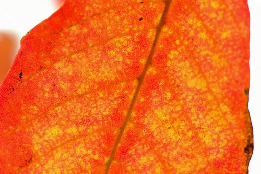 綺麗に紅葉した葉のクローズアップの写真