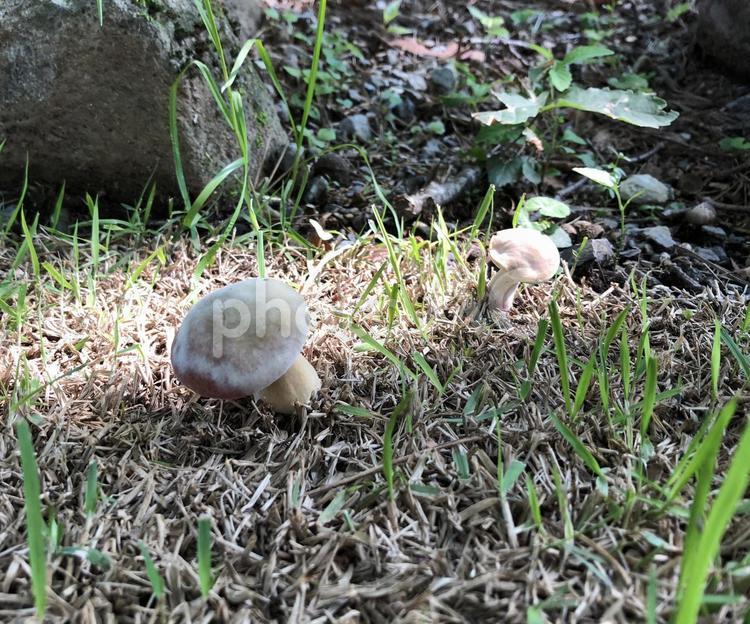 森のきのこ 森,キノコ,きのこの写真素材