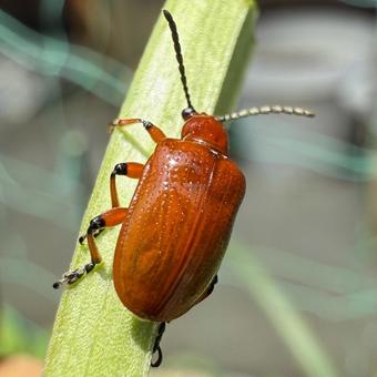 ユリクビナガハムシ・マクロ正方形 ユリクビナガハムシ・マクロ正方形 昆虫,ハムシ,甲虫の写真素材