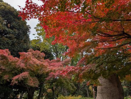紅葉と空 紅葉,もみじ,空の写真素材