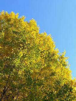 １１月の空と紅葉 １１月,秋,風景の写真素材