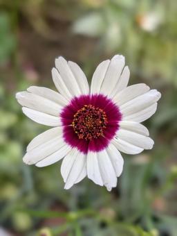 コレオプシスの花 4 コレオプシスの花 4 コレオプシス,アイスワイン,白の写真素材