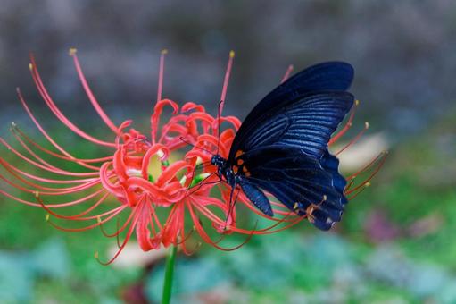 A swallowtail butterfly sucking nectar from a red spider lily, JPG A swallowtail butterfly sucking nectar from a red spider lily, JPG