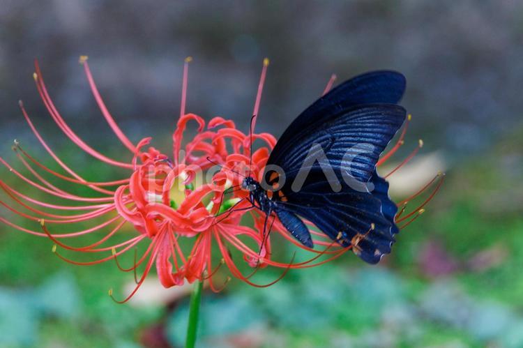 赤い彼岸花の蜜を吸うアゲハチョウ 彼岸花,植物,赤の写真素材