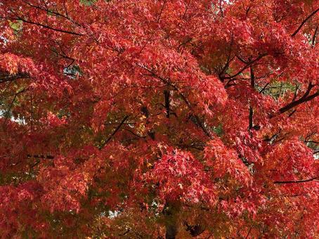 紅葉 紅葉,秋色,綺麗の写真素材