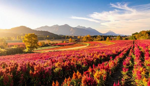 秋の花 ケイトウ 9月 10月 秋の花 ケイトウ 9月 10月の写真