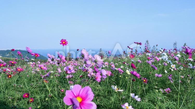 海とコスモス　淡路島 コスモス,花畑,丘の写真素材