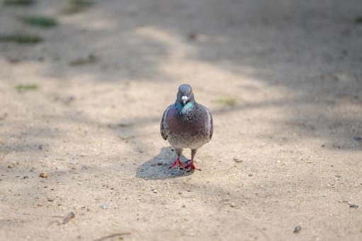 地面を歩く鳩の姿001 地面を歩く鳩の姿001の写真