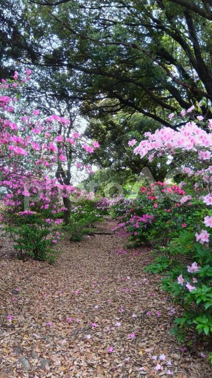 ツツジ-　福岡県 宇美公園 ツツジ,花びら,咲くの写真素材