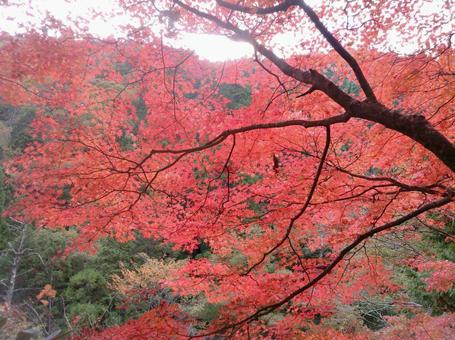 紅葉 紅葉の写真