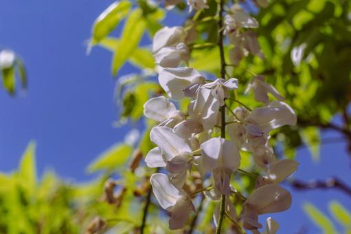 Photo, wisteria of honehata, nagaizumi temple, wisteria trellis, 