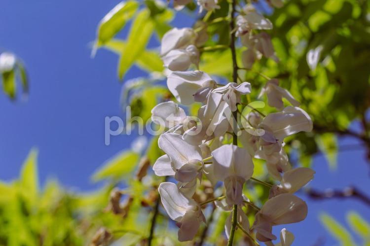 骨波田の藤棚の藤の花16 骨波田の藤,長泉寺,藤棚の写真素材