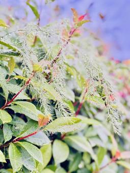 雨に濡れた美しい植物、雫 葉っぱ,植物,グリーンの写真素材