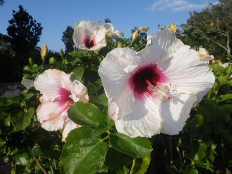 ハイビスカス ハイビスカス,花,植物の写真素材