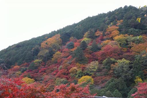 善峯寺の紅葉 善峯寺,紅葉,よしみねでらの写真素材