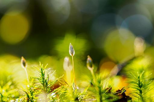 白駒池 苔生す森 白駒池 苔生す森 白駒池,長野県,苔の写真素材