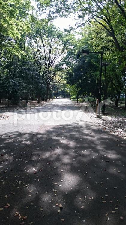 森の中の一本道 森,一本道,緑の写真素材
