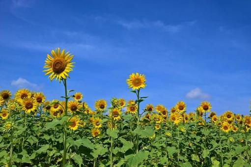 2本の向日葵と青空の写真