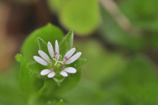 Chickweed, JPG