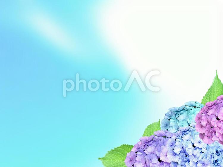 梅雨時期の青空にアジサイの花 アジサイ,花,フラワーの写真素材