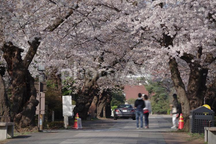 東京港区南青山2丁目の満開の桜ストリート 散歩道,自然,散歩の写真素材