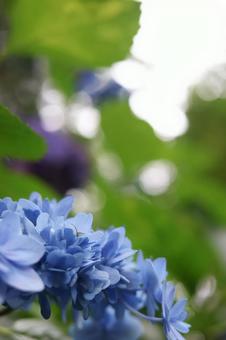 青い紫陽花のクローズアップ 青い紫陽花のクローズアップの写真
