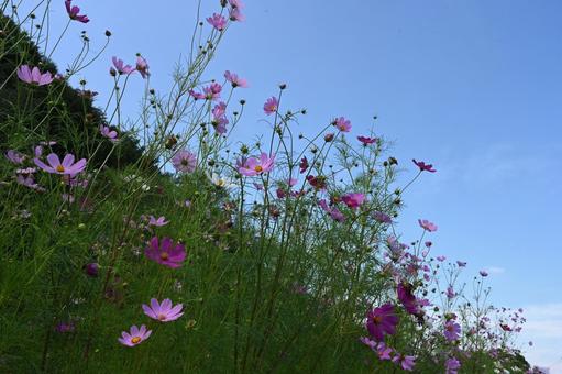コスモス街道で撮ったコスモスの花 コスモス街道で撮ったコスモスの花 コスモス,秋,栽培の写真素材