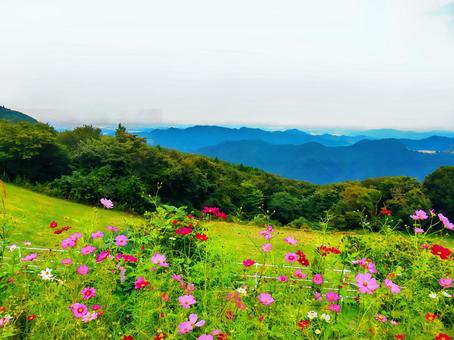 コスモスと山の展望 コスモスと山の展望 コスモス,山,景色の写真素材