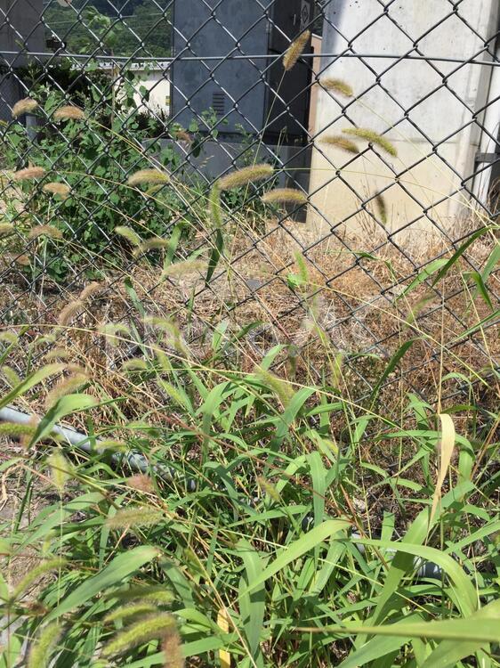 エノコログサ 自然,環境,草の写真素材