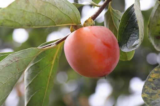 雨あがりの柿の木 雨あがりの柿の木 植物,果物,柿木なりの写真素材
