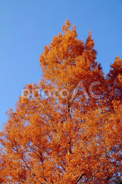 メタセコイアの紅葉 メタセコイア,メタセコイヤ,紅葉の写真素材