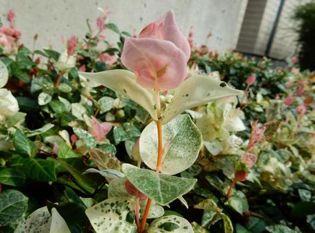 【花の写真】 ハツユキカズラ 【花の写真】 ハツユキカズラの写真