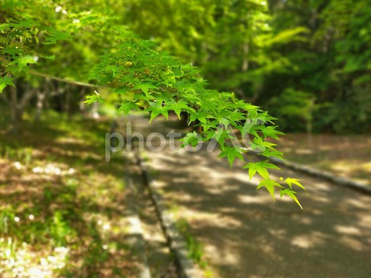 枚方市　山田池公園の青もみじ 青もみじ,もみじ谷,枚方の写真素材
