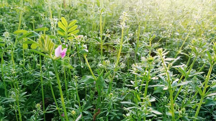 群生するヤエムグラ ヤエムグラ,ひっつき虫,雑草の写真素材