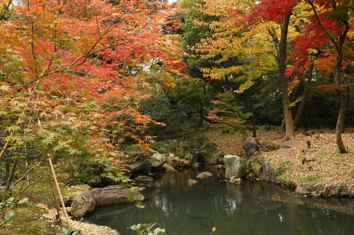 鮮やかな紅葉の森の風景 鮮やかな紅葉の森の風景の写真