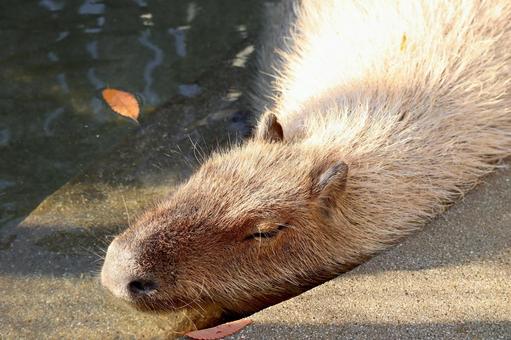 お湯につかるカピバラ カピバラ,お湯,お風呂の写真素材