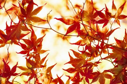 秋の紅葉 秋の紅葉の写真