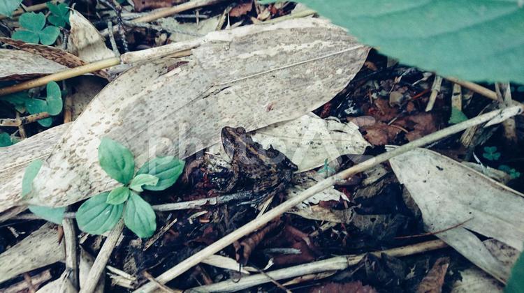 登山中に見つけた森の中のカエル カエル,蛙,かえるの写真素材