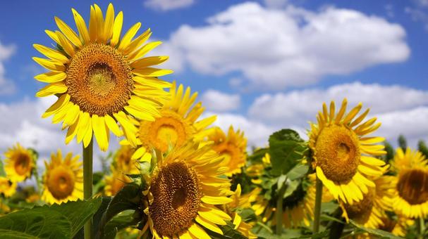 Sunflower - 148, JPG Sunflower - 148, JPG